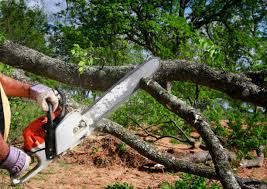 Professional Tree Care  in Indian River, MI