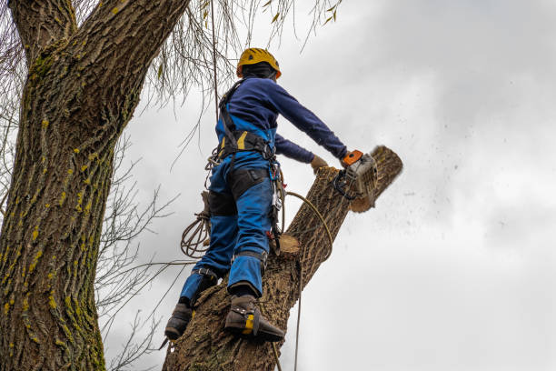 Best Tree Disease Treatment  in Indian River, MI